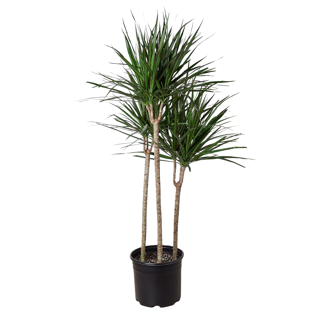Dracena 'Marginata Cane'