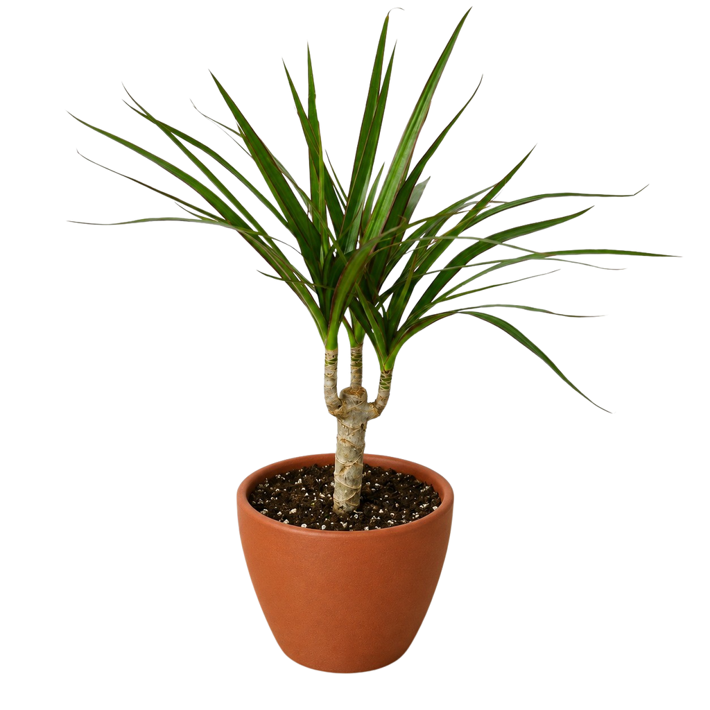 Dracena 'Marginata Cane'